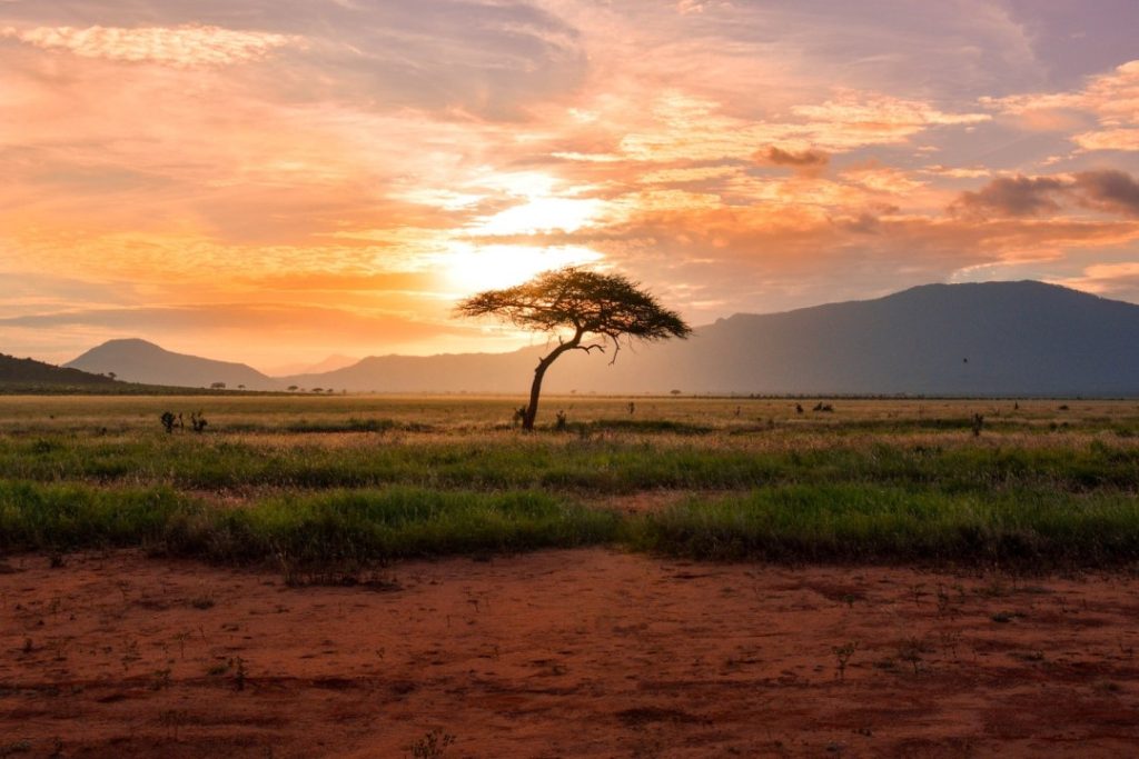 Sunset tree in Kenya Safari, Africa, by Damian Patkowski